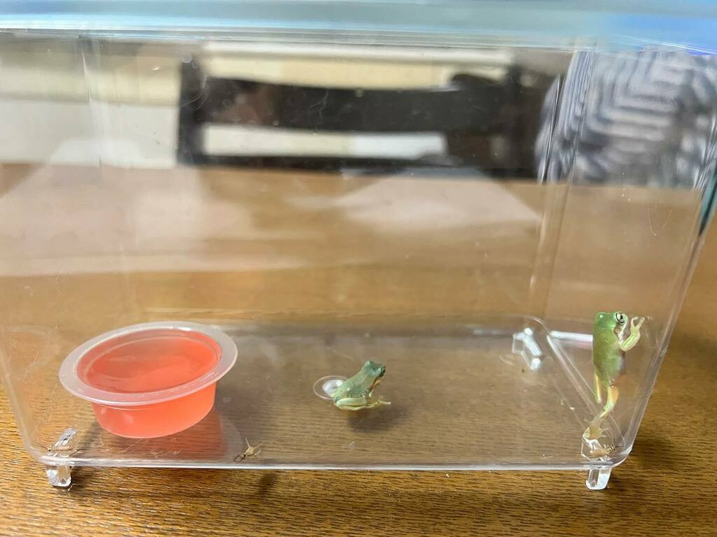 pochigarden's tweet photo. 子ガエルは元気です。
食欲もばっちり。すでに元祖ケロちゃんの定位置に。

#カエル #かえる #frog #イエアメガエル https://t.co/pbjsR66dVL https://t.co/7hJy7r5dEP