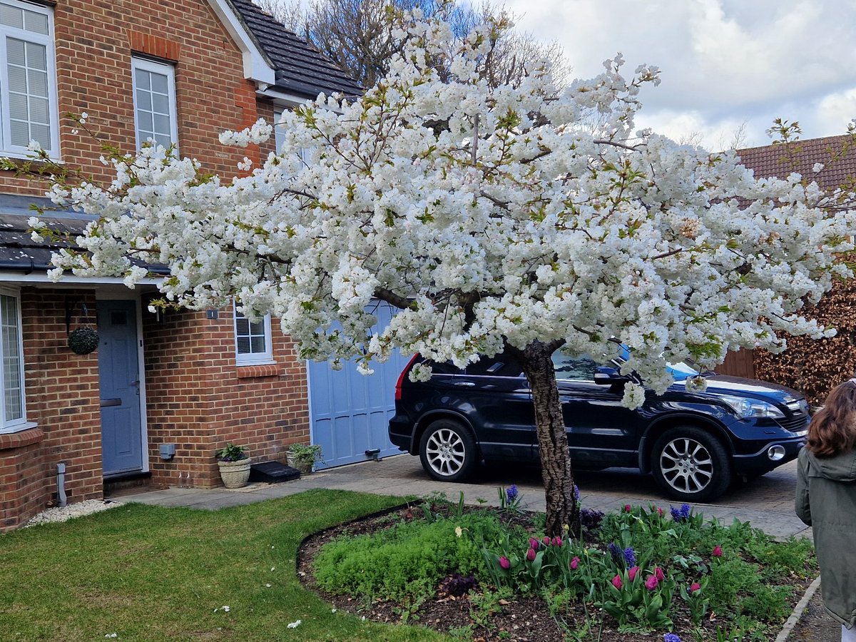 McSlippers's tweet image. #BlossomWatch