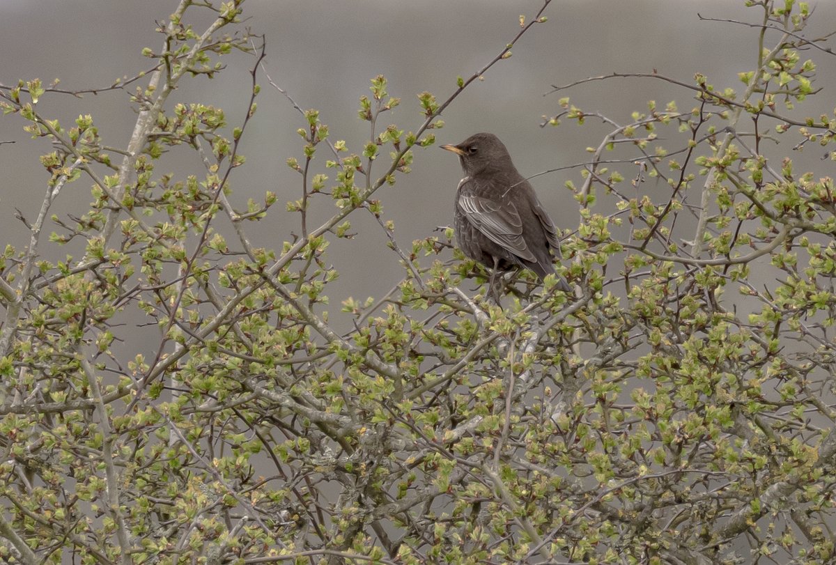 MarkDowie's tweet photo. ...but not all bad. Ring Ouzel, Cleeve Hill. Shame it wasn't the adult male! #GlosBirds #hilltrolling https://t.co/8YHIxaHsy4