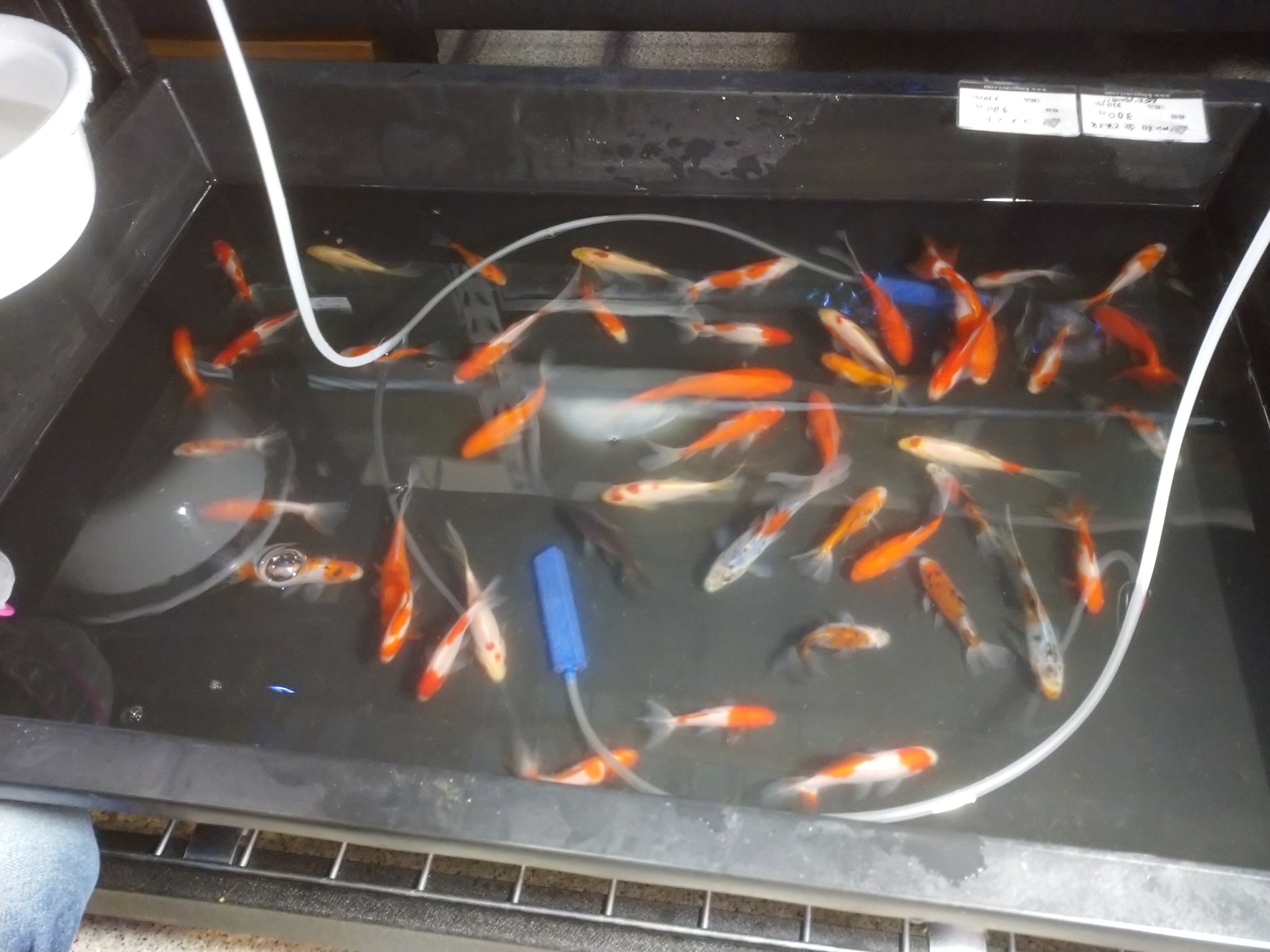 金魚販売 Twitter Search Twitter