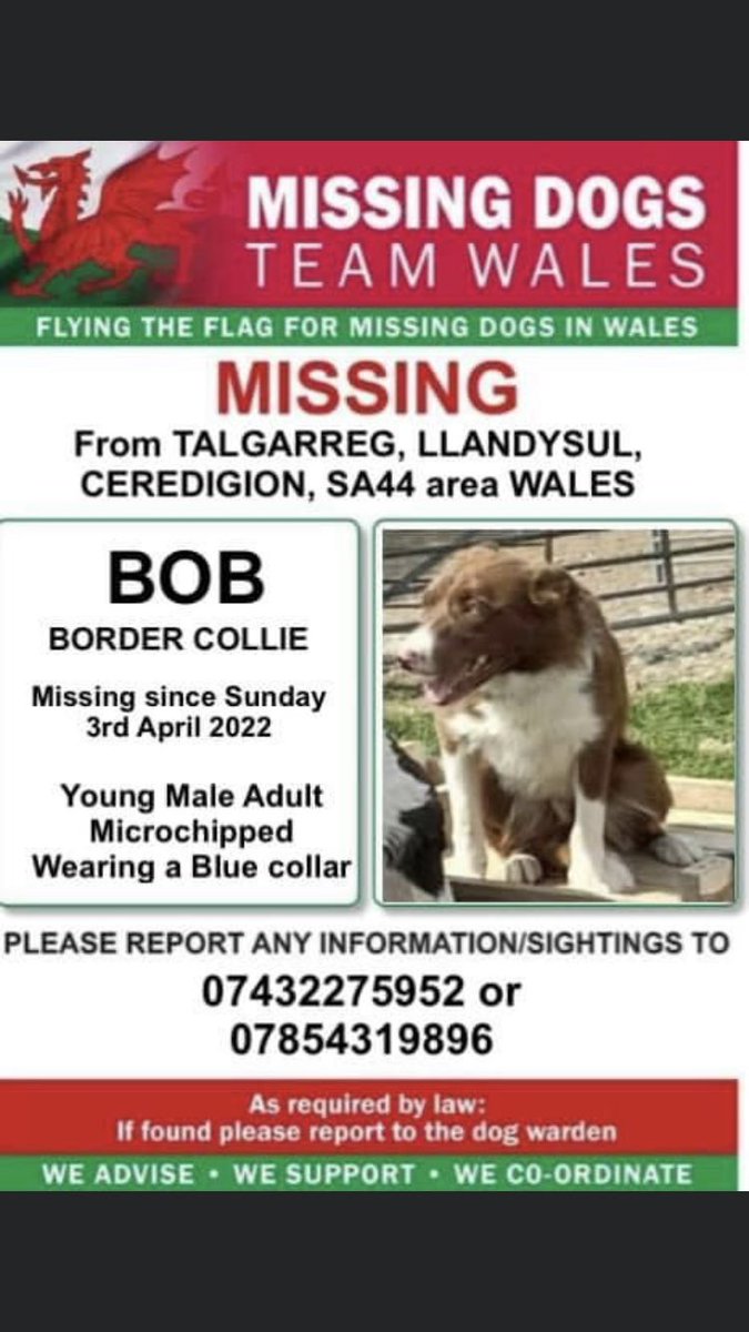 RachaelB100's tweet photo. BOB #MISSING #TALGARREG #LLANDYSUL #CEREDIGION #SA44 #WALES 
Sunday 3rd April 2022
#MICROCHIPPED wearing Blue collar 
BOB IS NOT A WORKING DOG!
‼️Sighted a mile from home on Sun 3rd on Talgarreg Synod inn road. Someone tried to catch &amp; spooked &amp; ran off 

https://t.co/Sjck4PEaZx https://t.co/3H5Sx11B1R