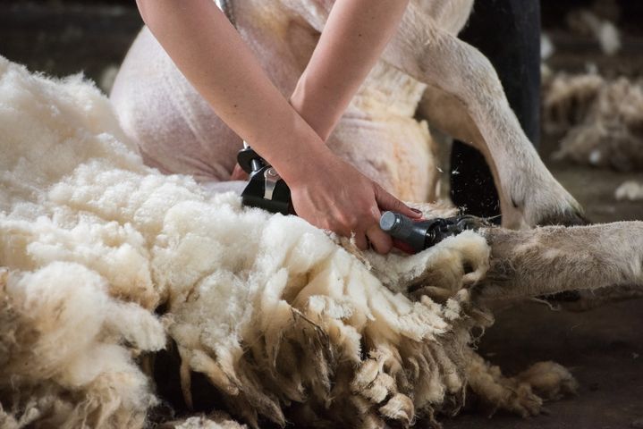 British Wool Farm tweet media