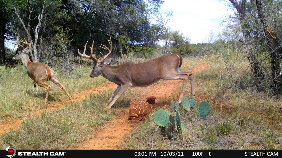 WTD_tv's tweet photo. Caption this...
@stealthcam
#stealthcam #proven #recordrackdeerblock #trailcamera #bigbuck #Monsterbuck #whitetail https://t.co/TDFR6uXx32