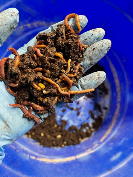 MichiganEGLE's tweet photo. Food scraps, worms to create value from landfill-bound waste: https://t.co/ejKxdNpaWU 

#MiEnvironment #FoodWastePrevention #SaveTheFood https://t.co/TDR7p7vN9f