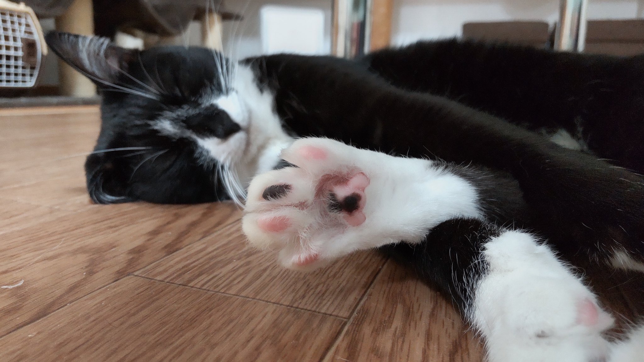 保護ねこcafefamilia Catcafefamilia Twitter