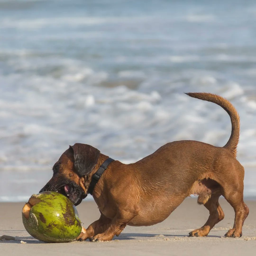 SpillFixUSA's tweet photo. This little guys loves coconuts almost as much as we do 😍🥥

#spillfix #spillkit #ehs #safecleaning #environmentalcleaning #ecoclean #fixspills #coconut https://t.co/mXUb5KXhNs