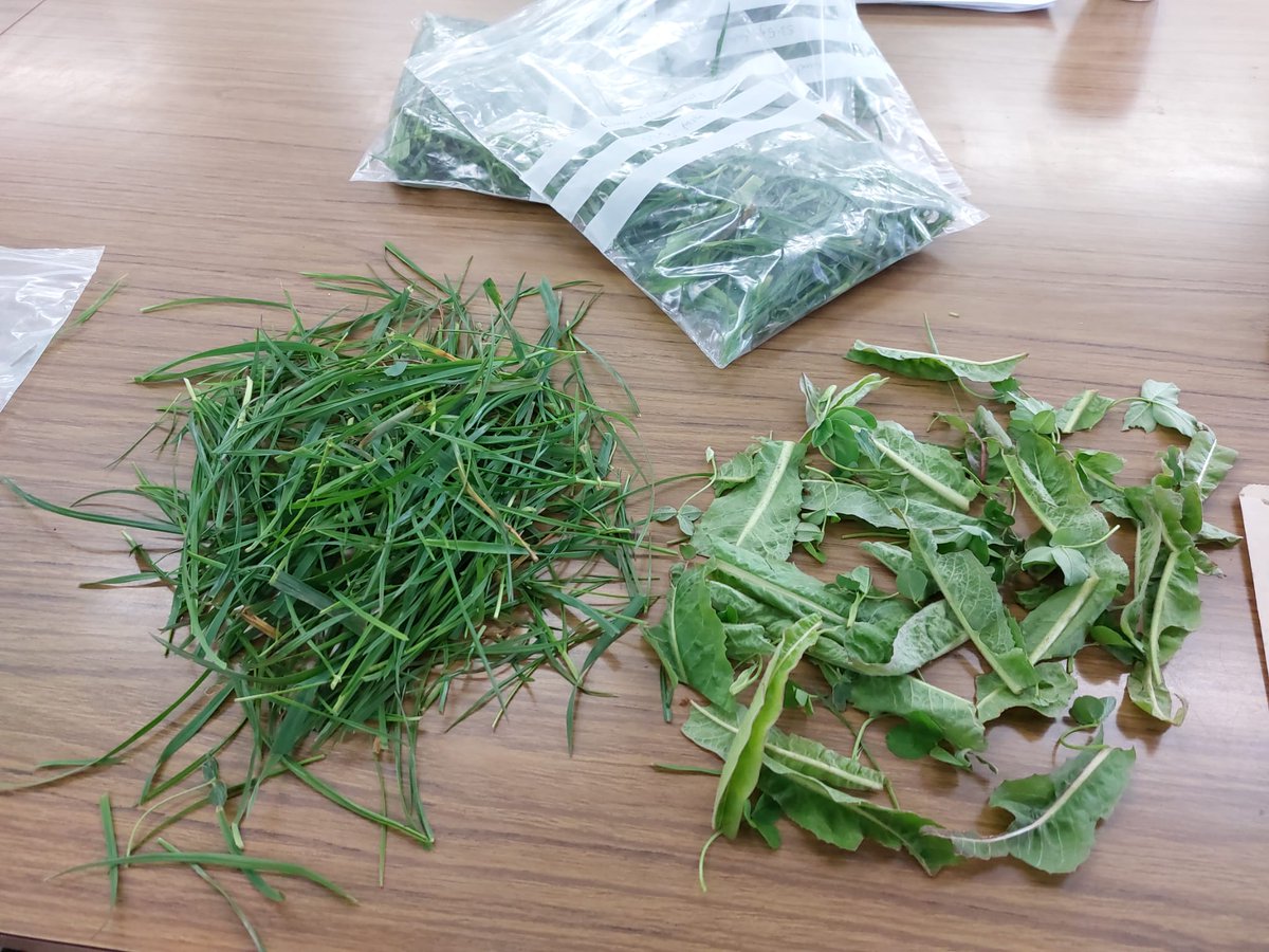 ibers_PROSOIL's tweet photo. Today's job: sorting forage species in a diverse sward https://t.co/uxPQdGKCVD