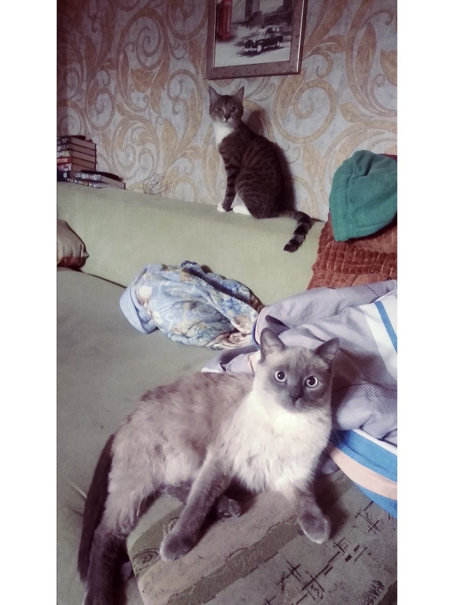 slesar3001's tweet photo. Кітыыыы https://t.co/rSaMDR17FJ