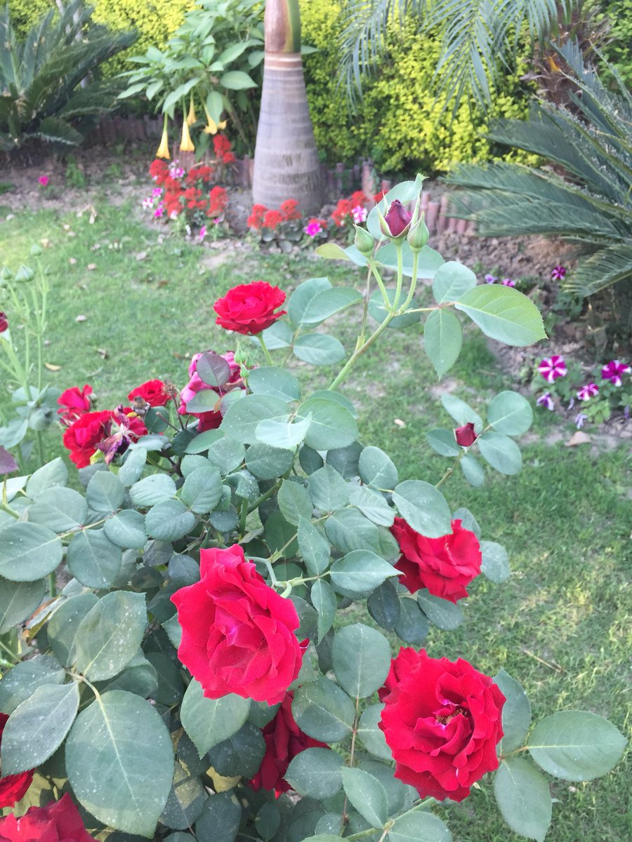SutraofSimurgh's tweet photo. Lawn stalking day 84738474.
#runningtwitter #ramadanworkout https://t.co/giyjkiVRSt