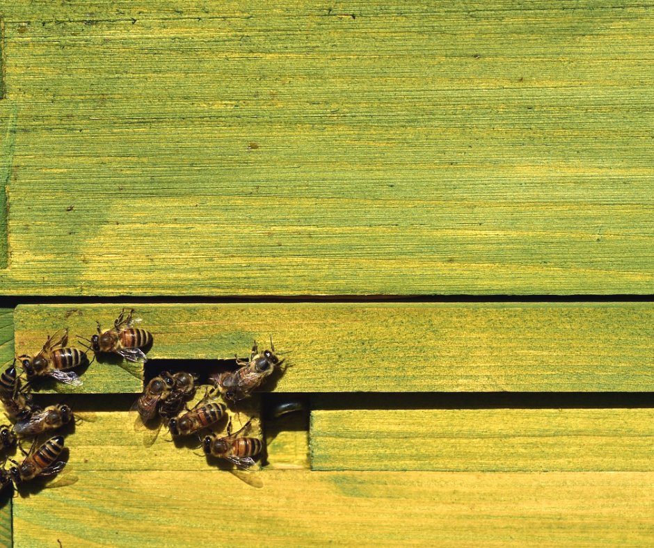 De nouvelles #ruches sur les campus de l’#université de Bordeaux ? Leur présence sur un campus universitaire contribue à la #biodiversité des insectes pollinisateurs et des plantes mellifères, sensibilise les #étudiants aux enjeux de la présence de ces #insectes en milieu urbain.