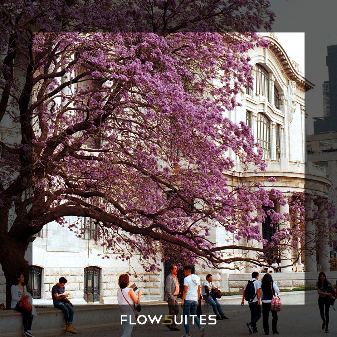 FlowSuites's tweet photo. Las jacarandas brotan por doquier en las calles de CDMX.
No dejes pasar nuestra #SpringOffer con 50% off en tus reservaciones en Flowsuites WTC y 30% en Condesa y Polanco.Disponible hasta el 30 de abril para viajar durante todo 2022.
 
#CDMX #FlowSuites #Spring  #Traveling https://t.co/HZHKY8LPw2
