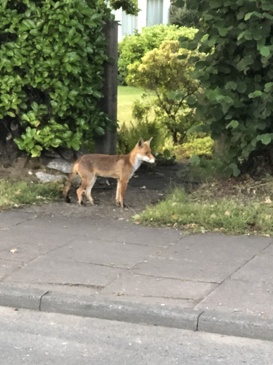 PottsStuart's tweet image. On my way to work, I see them quite often #FoxOfTheDay