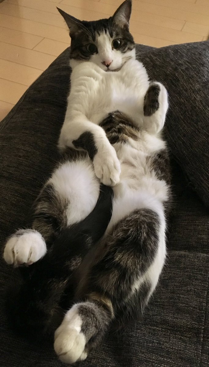 yuriaria2's tweet photo. いやん❤️
#猫好き
#猫���いる暮らし
#日本猫 https://t.co/5iZLTQQtmr