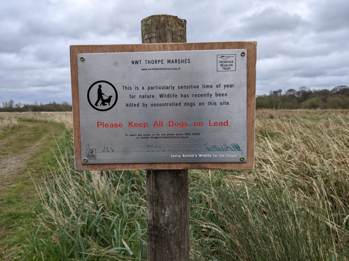 stuart_white73's tweet photo. Lunch time walk at Thorpe marshes @NorfolkWT all dogs off leads despite signs, spoke to one couple, she said her dogs would never hurt anything as they rampaged across the marsh. Studies have shown the mere presence of dogs on nature reserves disturbs wilflife! Keep it on a lead https://t.co/EETlxHHeuc