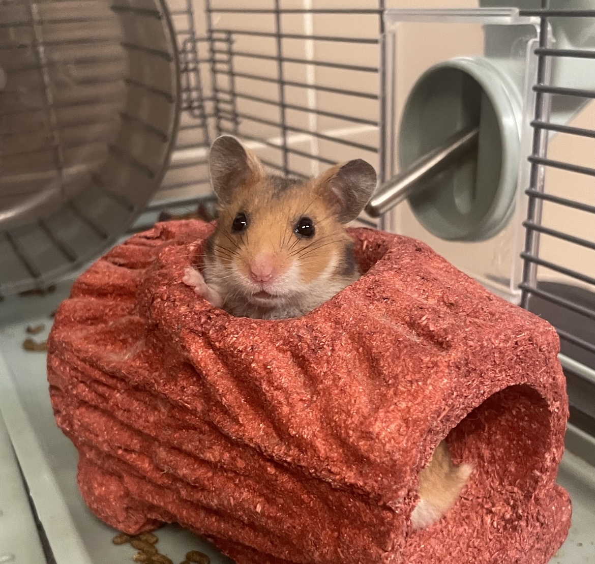 Teddy Bear Hamsters Cages