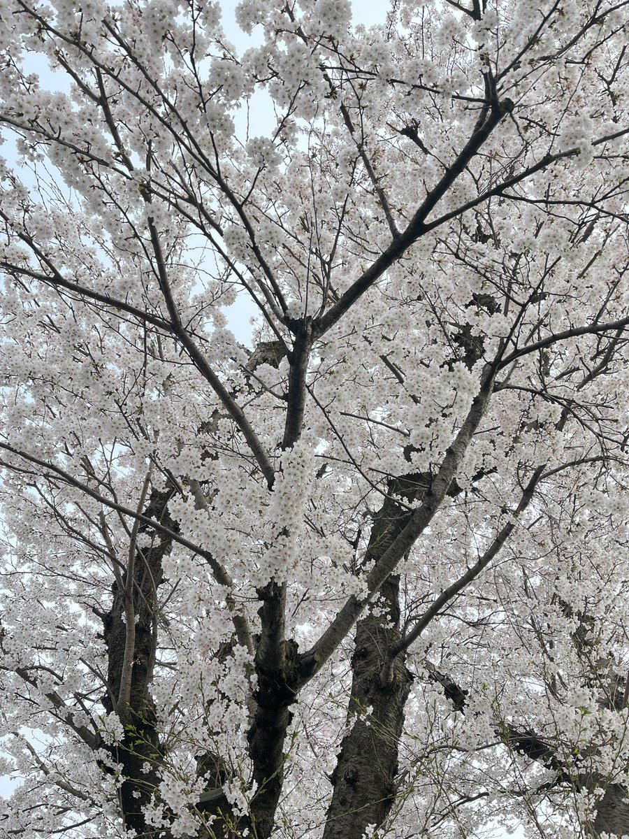DaLaBuChi's tweet photo. 定時退社
夕日が沈むまでお散歩して癒された〜
（生きてます） https://t.co/axdfpi89o0