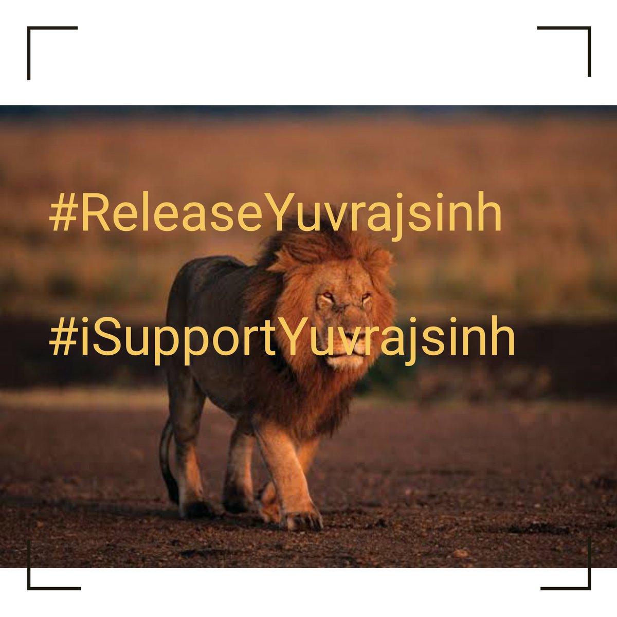 _VishalSathvara's tweet photo. #iSupportYuvrajsinh

How long will you tie the lion?

#ReleaseYuvrajsinh @sanghaviharsh 
@YAJadeja 
@jitu_vaghani @Bhupendrapbjp https://t.co/O4ZySk1nx4