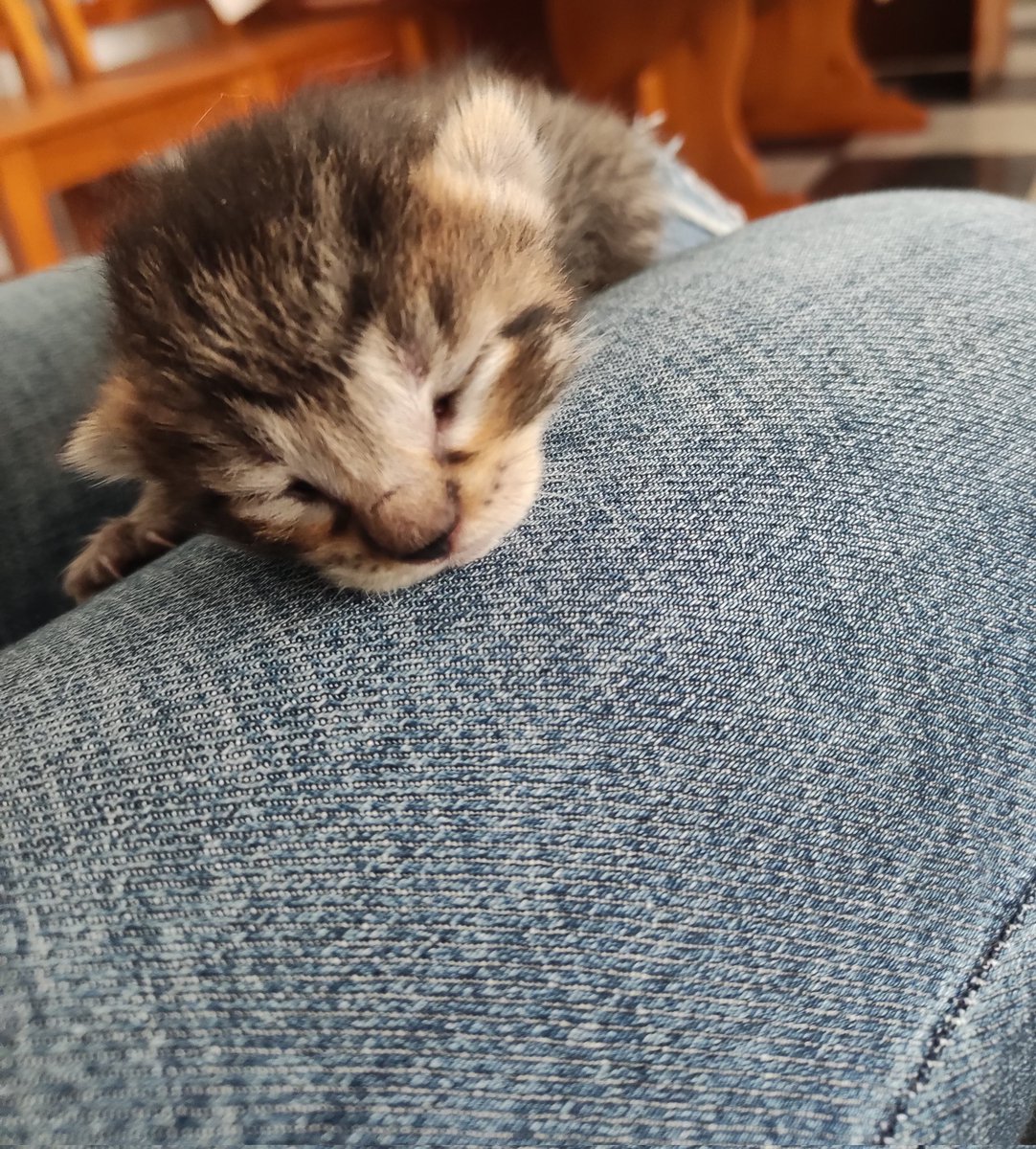 Angelakutcher's tweet photo. ¿No queréis gatitos?😻
Hay cinco iguales. https://t.co/GbBFXoM2Q4