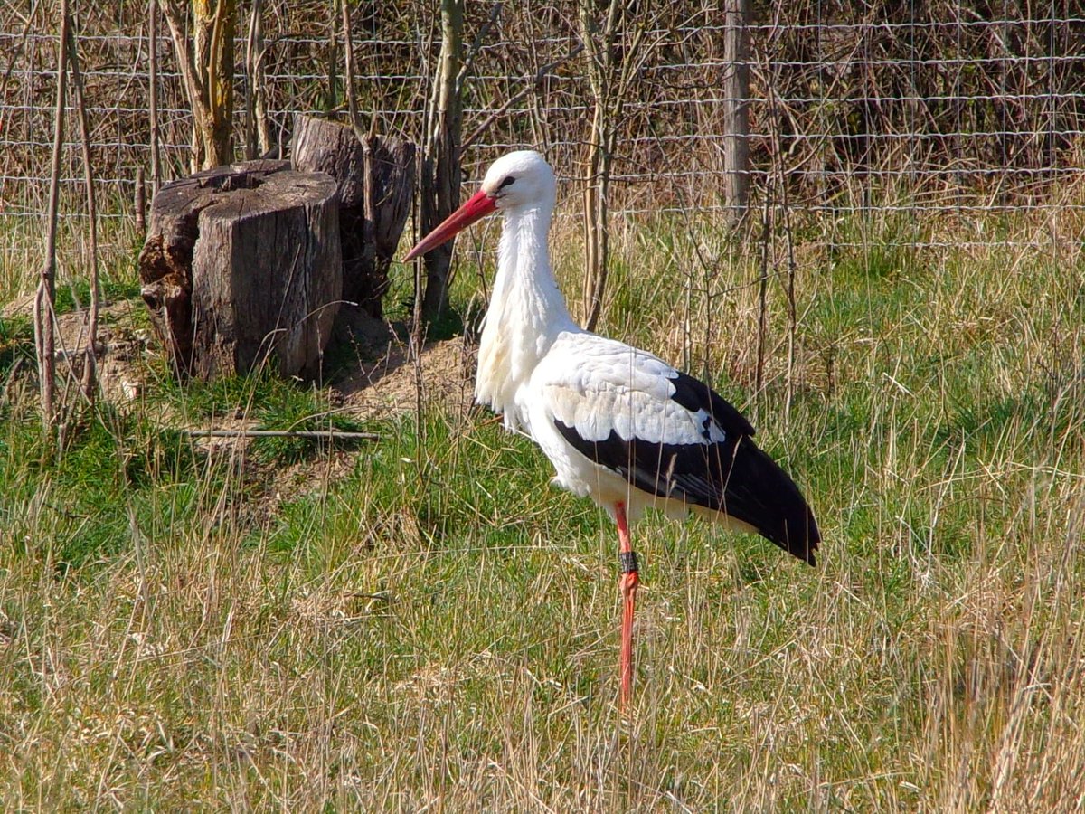 Le Siziaf est heureux d'avoir compter comme visiteuse la cigogne blanche venue se restaurer sur le Parc des industries Artois Flandres. Preuve que nous prenons soin de notre environnement. Celle ci a été vu par le #CPIE le 22 Mars dernier; SURTOUT NE PAS DONNER A MANGER