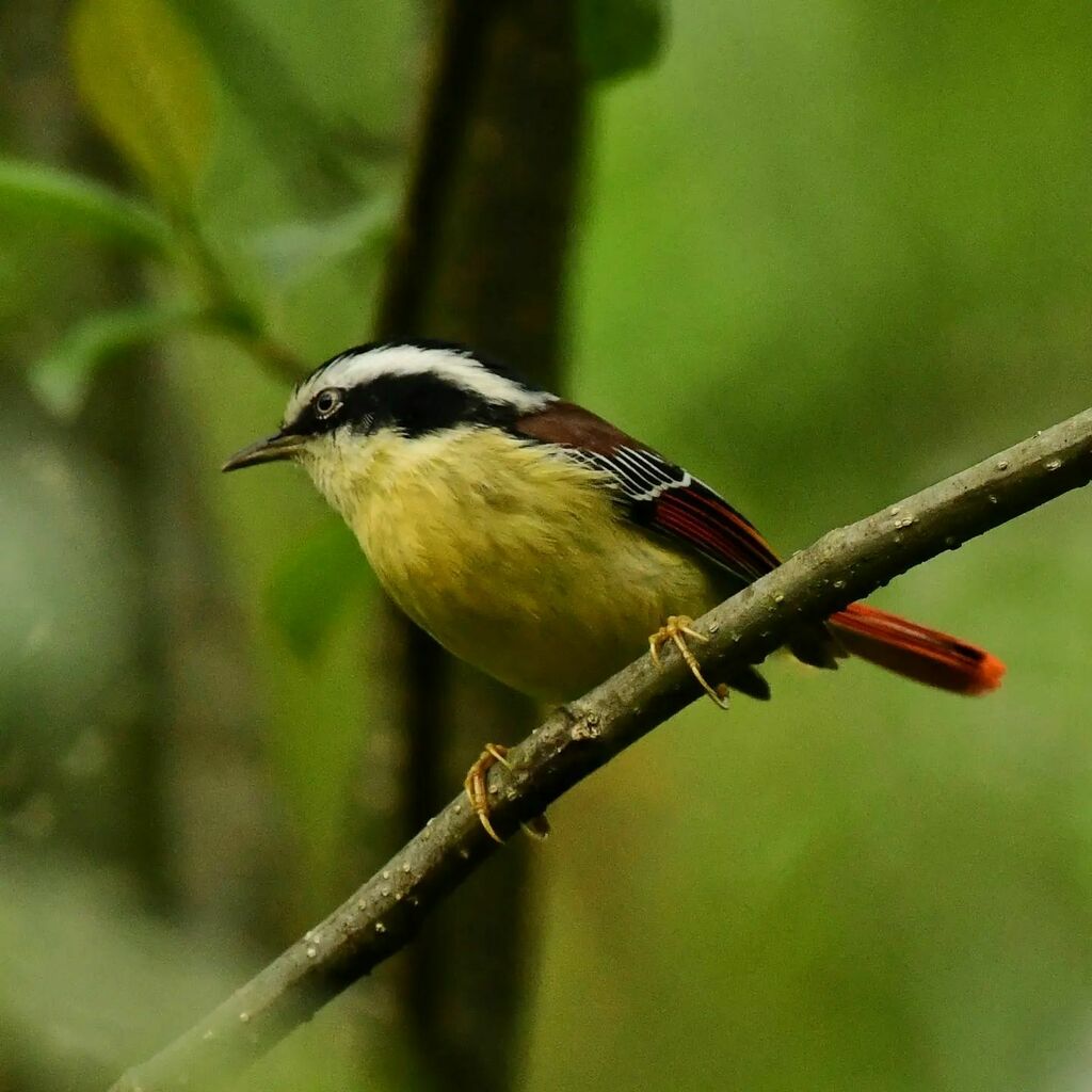 hitchwriter's tweet photo. The gorgeous Red-tailed Minla! The birds in South sikkim are absolutely gorgeous, like in a beauty contest, you just cant decide who is the winner! 

#birdwatching #redtailedminla #minla #birdsofsikkim #birdphotographersofindia #birdfreaks https://t.co/oxEKW1v1En