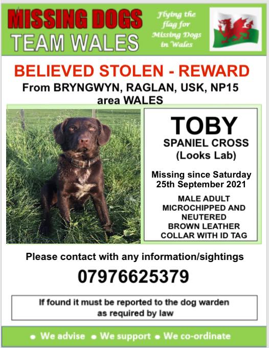 The_Animal_Team's tweet photo. #Toby #SpanielX is still #missing from #Bryngwyn #Raglan #Usk #NP15 area, since 25/9/21. Chocolate brown. Chipped and neutered. Wearing a brown collar. https://t.co/r8VhwGAC5L #dogsoftwitter #MissingDog #LostDog #dogs https://t.co/DKjULW5QPj