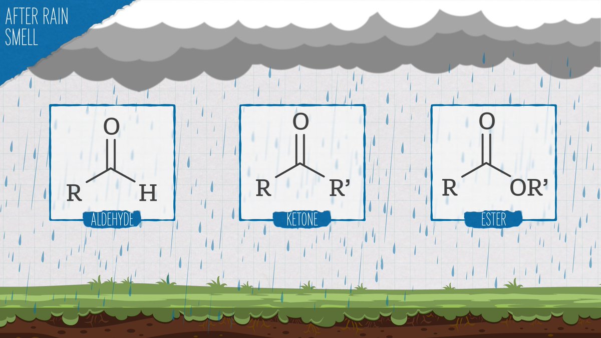 April showers bring May flowers--and those showers also bring a distinct after rain smell. That earthy smell is so evocative that it has its own word--petrichor. This scent has two main sources: plants, and bacteria living in the soil.