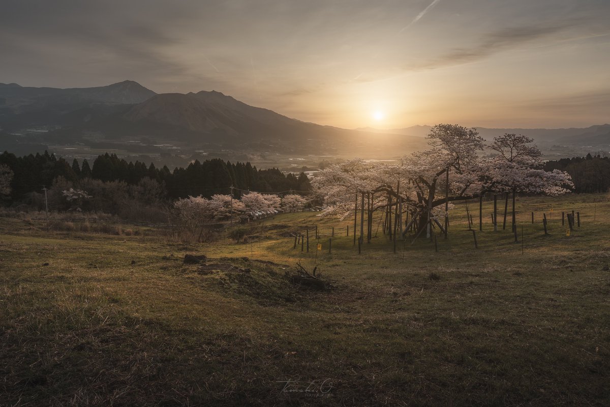 桜光
#東京カメラ部
#SonyAlpha
#桜