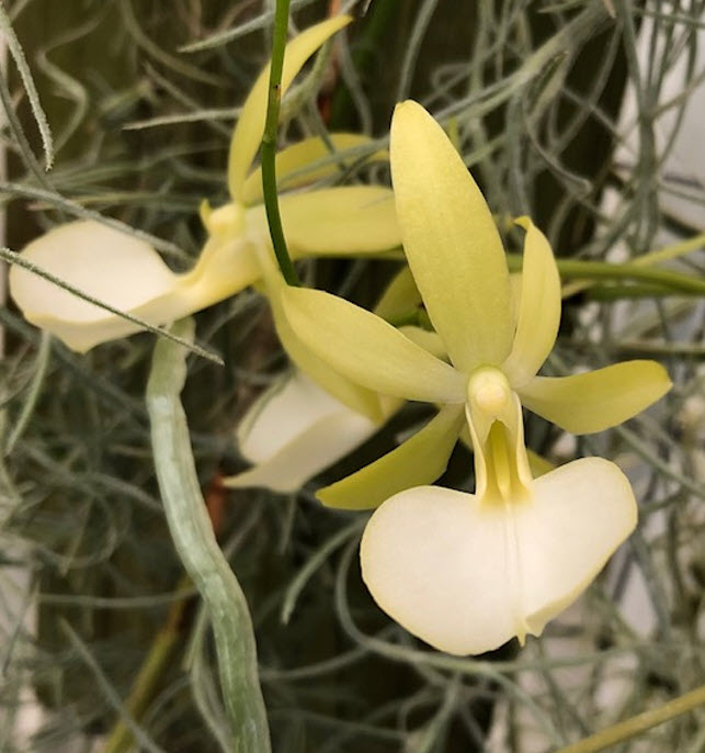 Susan Anderson's Dendrophylax funalis

#dendrophylax #dendrophylaxorchids #sforchidsociety #flowers #greenhouse #hangingplants
