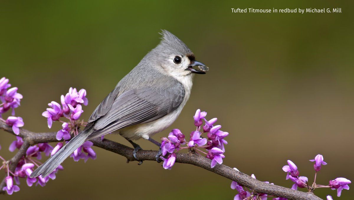 ABCbirds's tweet photo. As we head into spring, what can you do to help the birds you love? Garden with birds in mind. Get inspiration from @HeyAnnieNovak  — urban farmer, native plant gardener, and @ABCbirds Board member. 

Read more: https://t.co/qYbe1aN0FF https://t.co/a22Ul9xUmt