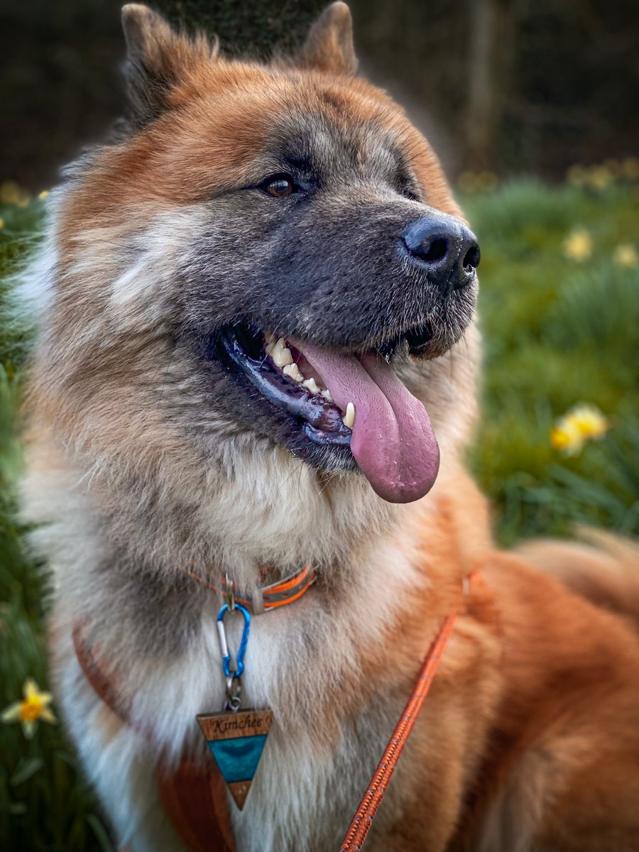 Tongue out Tuesday 🐶 #tuesdayvibe #DogsofTwittter