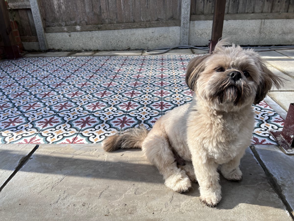 GardeninginLon5's tweet photo. New patio area finished! And Dougal approves! #CaPietra #LhasaApso #patio https://t.co/afjKhHUDeu