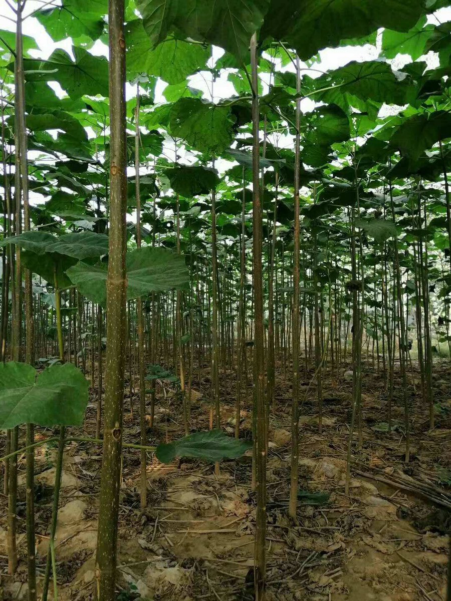 LunenHandicraft's tweet photo. Our new design #paulownia wood #ashescaskets.Paulownia wood grows very fast because of its light wood,easy processing and bright and beautiful texture.Paulownia Flowers can also be used as fodder and fertilizer,and can also be used to trap pests. It is a kind of Ecofriendly wood. https://t.co/1DFay2u3W2