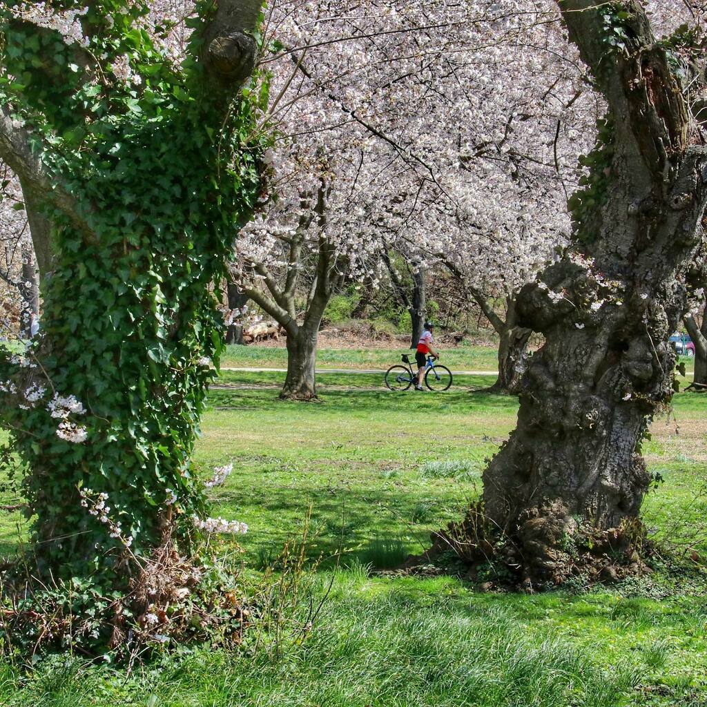 james_jkelly14's tweet photo. Sometimes youโve got to stop to take it all in: a cyclist pauses under the cherry blossoms on the Kelly Drive path in Philadelphia. ๐ธ๐ด๐ธ #cherryblossom #nature #naturephotography #cyclist #cycling #findinphilly #kellydrive #onthecircuit #philadelphia โฆ https://t.co/AVfbmqM8Ji https://t.co/08euM5jvvH