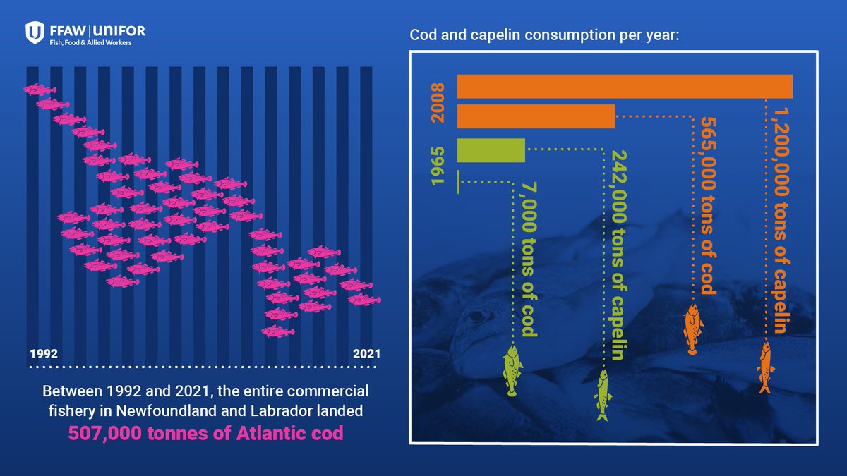 🔵🦭In the wake of decisions to shutter herring fisheries in the Pacific &amp; mackerel fisheries in the Atlantic, there is an urgent need for data that includes the impacts of prey consumption by seals. #canpoli
DEMAND ACTION 📨 demandactiononseals.com/take-action/