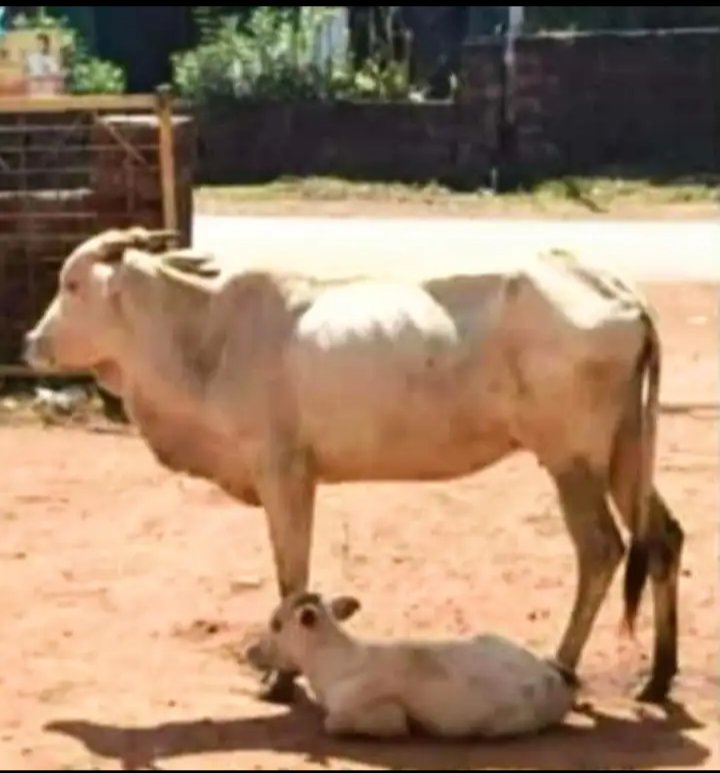 Mothers shadow is the coolest place on the planet....