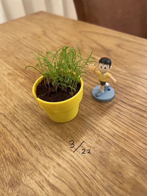 長女がガチャガチャでとってきたカモミールの種(多分)。ちゃんと芽が出て大きくなってきました。鉢が小さいのでスプーンで水をあげてます。 