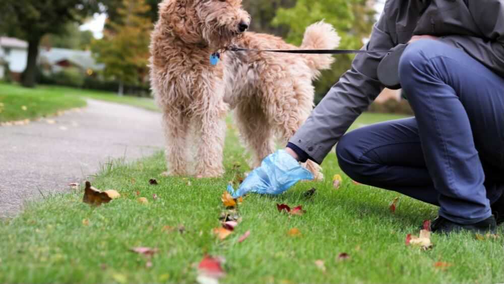 Mungia_Polizia's tweet photo. Tu 🐶, tu 💩. POR FAVOR, recoge las cacas de tu perro. Y recuerda que debes pasearlo atado. ¡Las calles de Mungia son de todas y todos los mungiarras! MUNGIA GARBI https://t.co/Fy9xZZ7isp