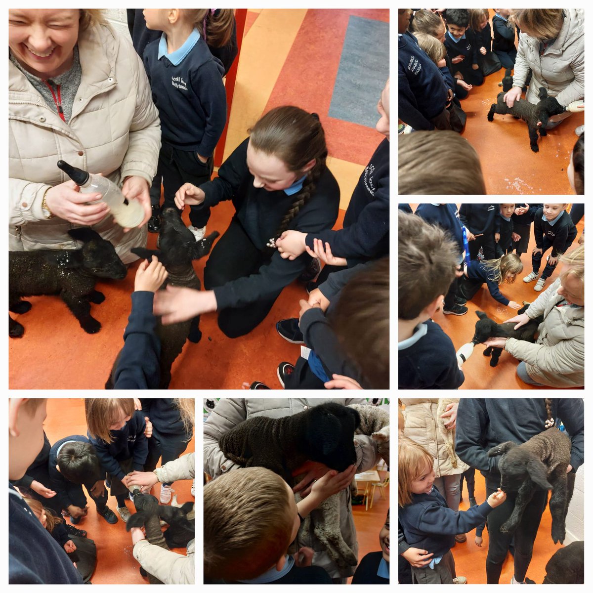 Scoil Íosa tweet media