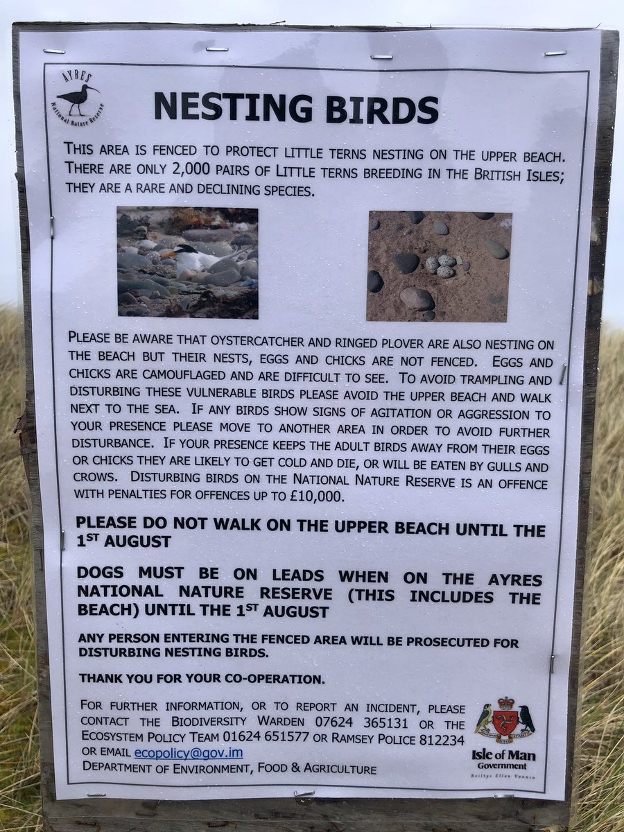 GrahamMakepeace's tweet photo. @Robert_K_Fisher, Phoebe (@manxnature Calf volunteer) and I helped @iomdefa Biodiversity Officer, Louise Samson, to erect fencing and warning signs around Smeale Beach this morning. Remember to avoid the area and keep dogs on leads until August 1st 👍 #ManxNature #TeamWilder 🐤🏖 https://t.co/xdHsEIOzeQ