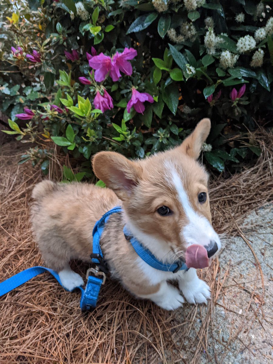 Chris Burson tweet media