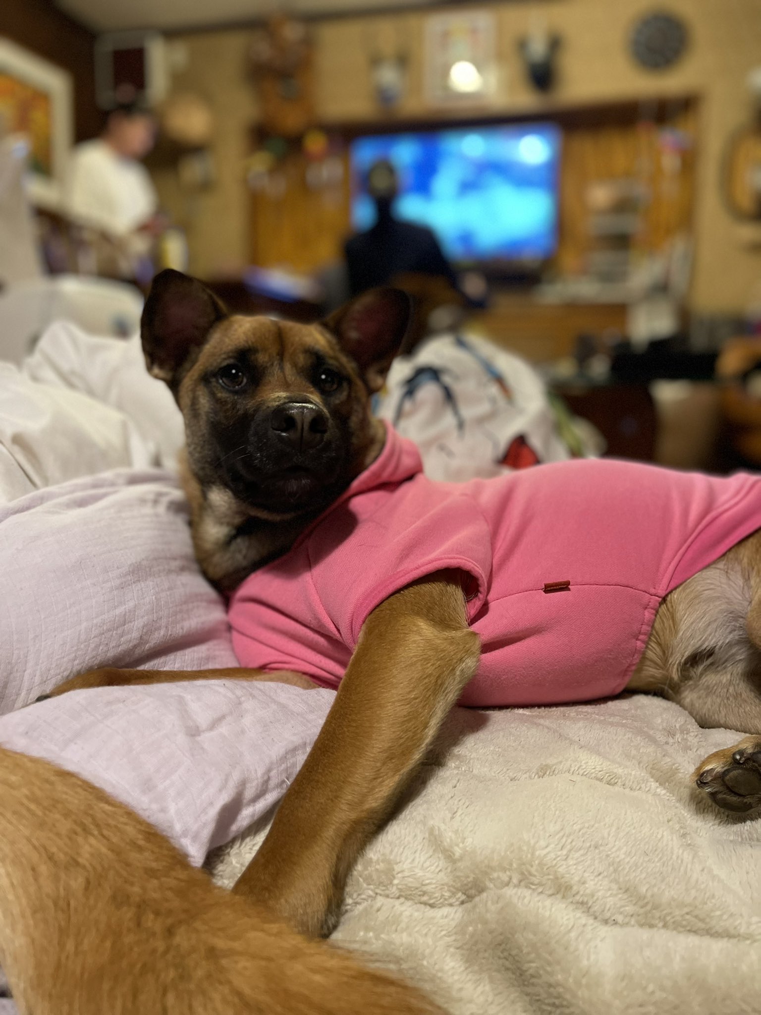 元保護犬今過保護犬 Twitter Search Twitter