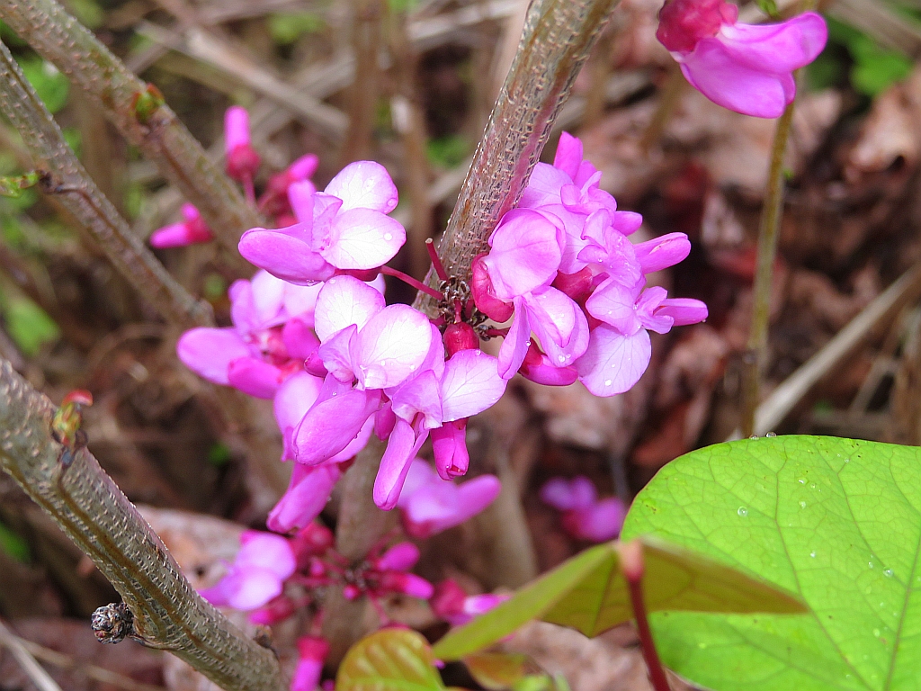 庭のハナズオウの小枝に可憐なピンクの花が咲き始めました。 Pretty pink flowers have begun to bloom on the twigs of the Cercis 