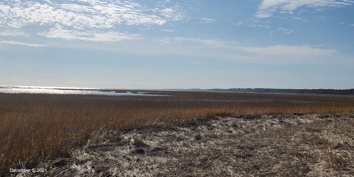 vcrlter's tweet photo. Starting to feel and look like spring around here! #saltmarsh #phenology #coastalchange #repeatphotography 

https://t.co/tp69IkOoUX https://t.co/p1ZZJFLXGL
