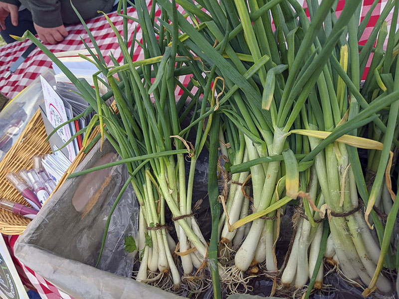 docudr's tweet photo. Access to fresh produce for the food insecure and more sales for local farmers is a winning formula! Hear how on Mothering Earth podcast.
https://t.co/9UnqEov3mc #freshfoodaccess #producetothepeople #nonprofit #weloveourfarmers #snapbenefits #feedthepeople https://t.co/NYrSicwOng