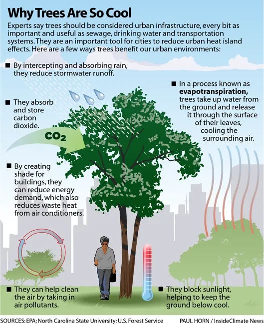 How important are trees to human existence?