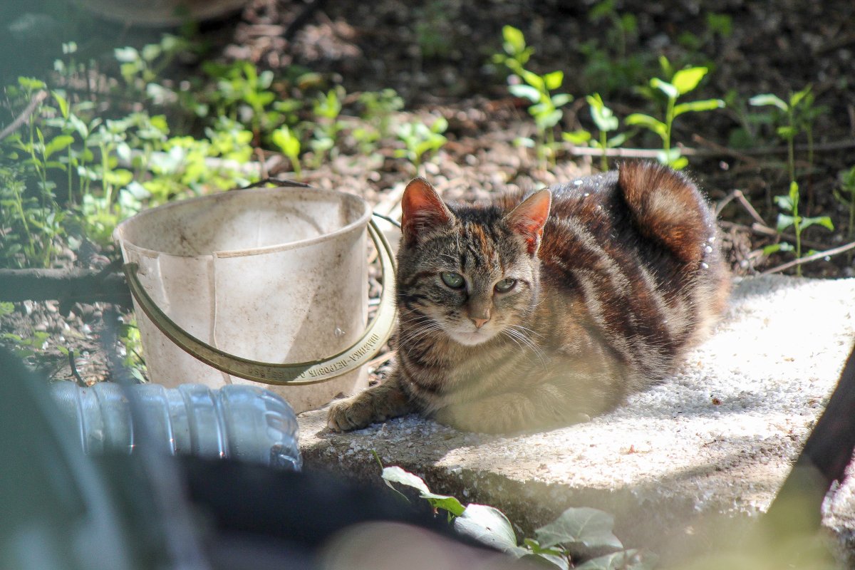 Nothke's tweet photo. Photogenic hometown yard cats 😻 https://t.co/DGNhBFF7CI