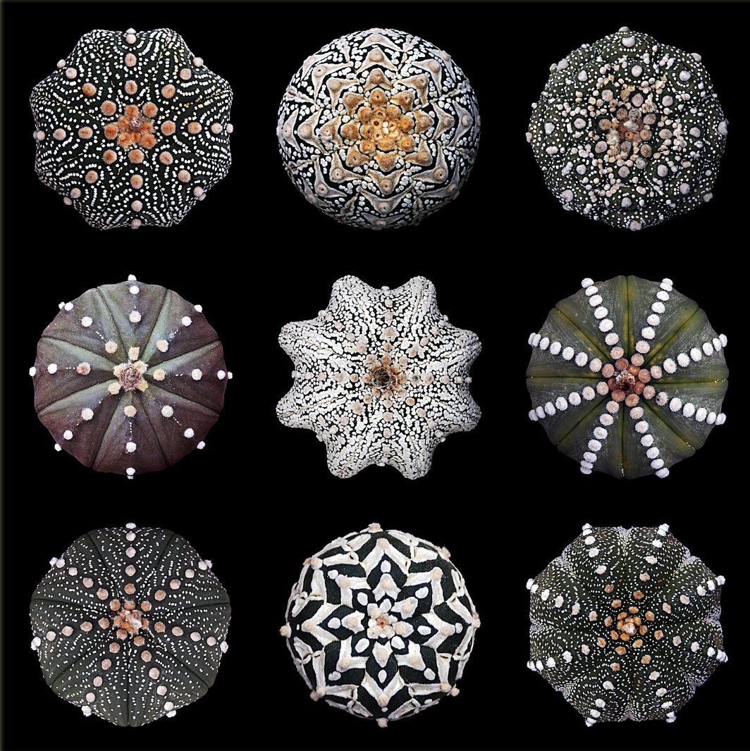 GeomeTribal's tweet image. Different varieties of a species of cactus known as 'Astrophytum asterias'. This cool name derives from the Greek words 'astron' and 'aster' meaning star, and 'phyton' meaning plant 🌵✴️💚