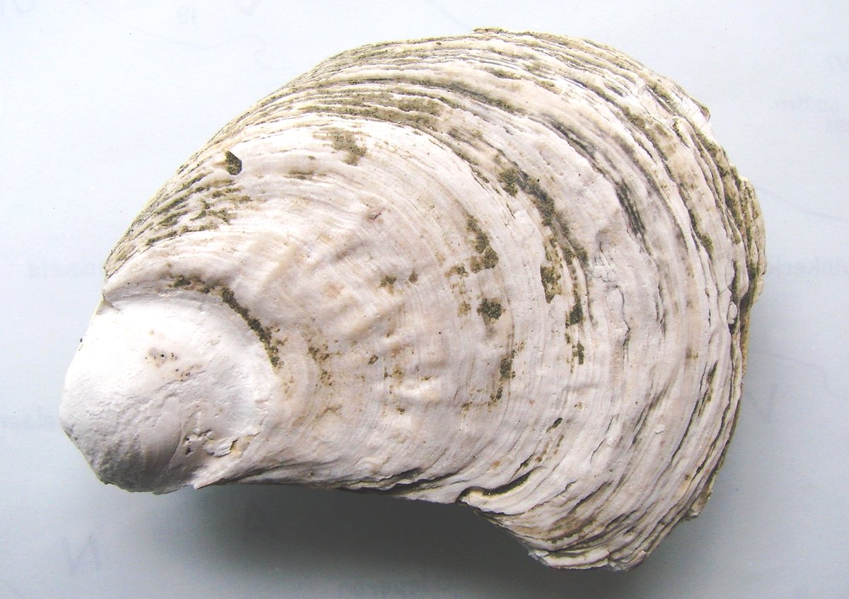 Op woensdag 13 april houdt Terra Maris te Oostkapelle in samenwerking met de Werkgroep Geologie van het Zeeuws Genootschap een gratis natuurspreekuur in de ontvangstruimte van het museum. 
Kijk op onze facebook of insta voor meer uitleg.