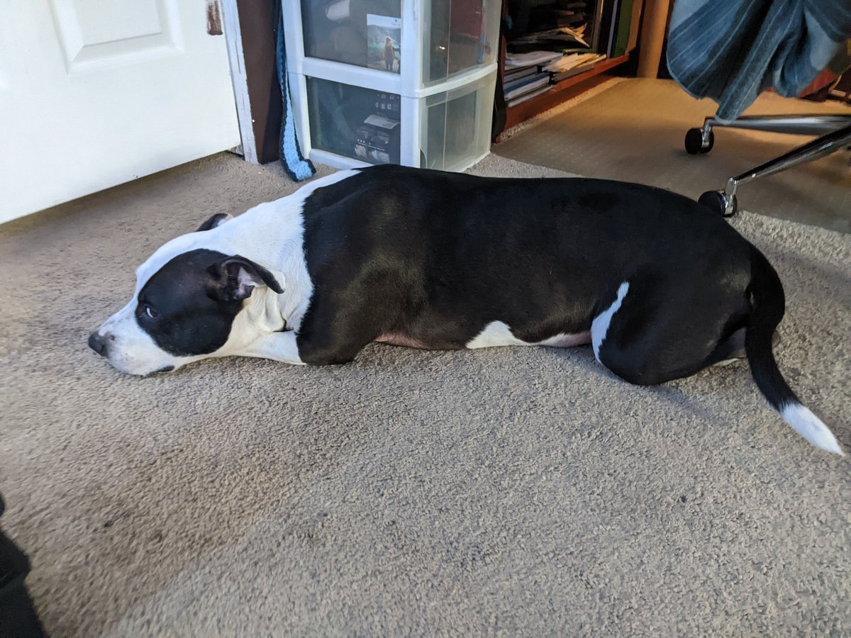 SootWaffle's tweet photo. @MCChampionship_ Purple Pitbulls anyone? (If someone already did one for pitbulls I apologize) https://t.co/E0P6TAQDbu