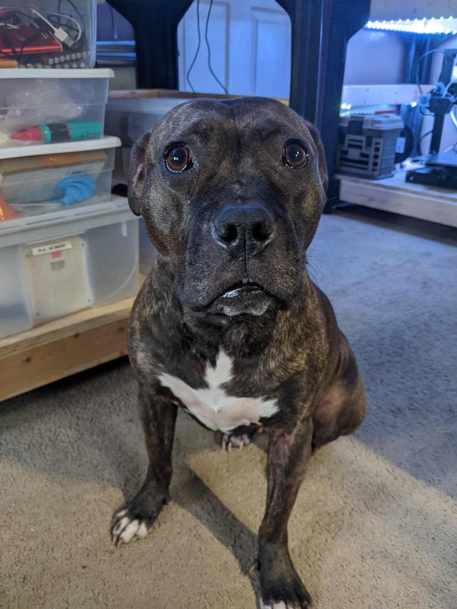 SootWaffle's tweet photo. @MCChampionship_ Purple Pitbulls anyone? (If someone already did one for pitbulls I apologize) https://t.co/E0P6TAQDbu